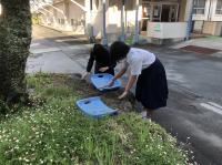 生徒玄関前の草引き